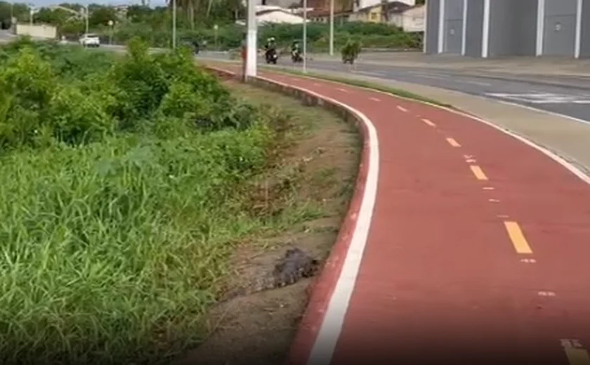 Jacaré é encontrado morto às margens de rodovia em Arapiraca