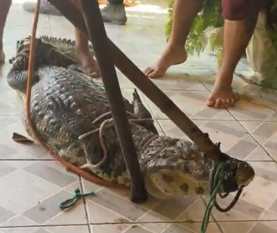 Vídeo: funcionários encontram jacaré em açaiteria na Praia do Francês