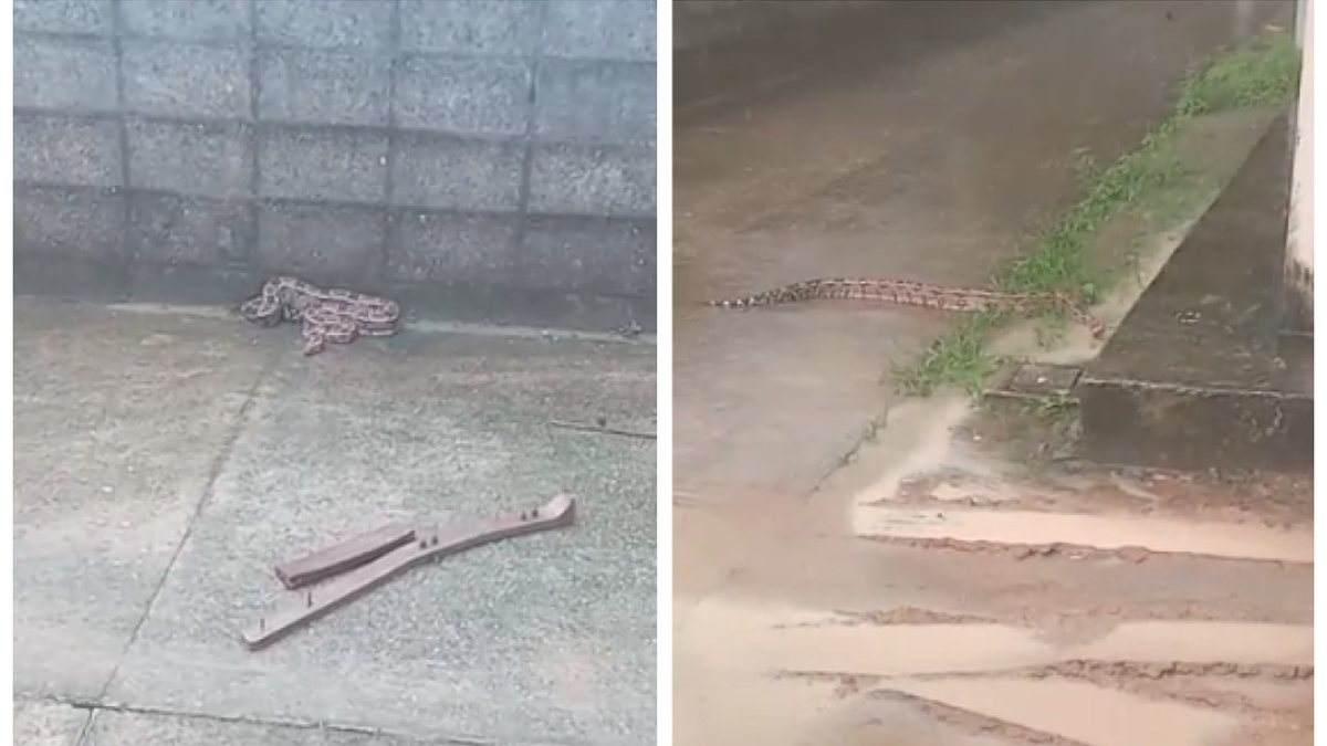 Jiboia de mais de dois metros é capturada em área residencial no Santos Dumont
