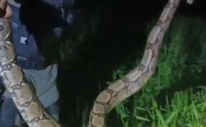 Jiboia é capturada após assustar moradores de Porto Real do Colégio