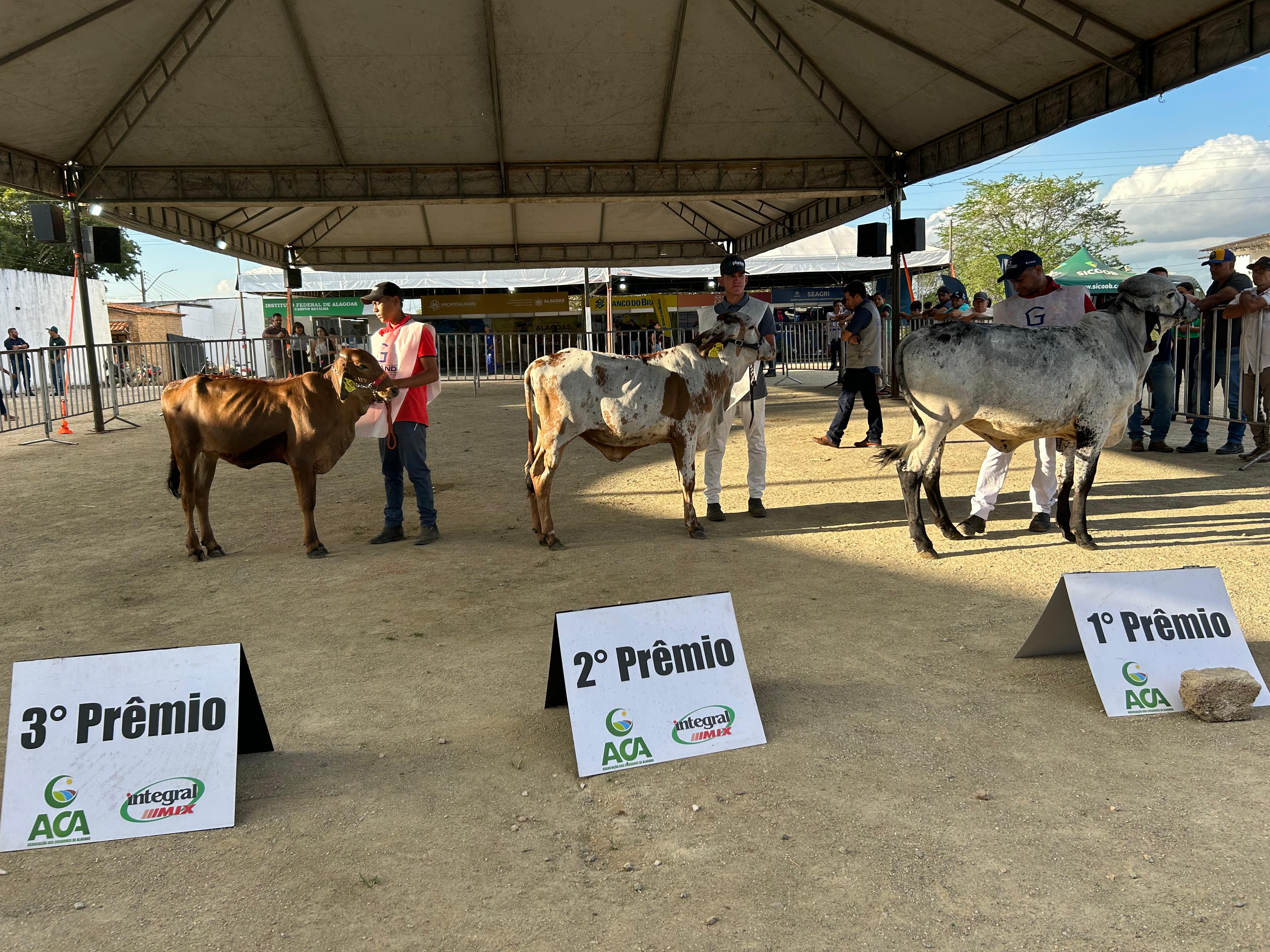Genética refinada e força leiteira dominam a pista de julgamentos da 42ª Expo Bacia Leiteira