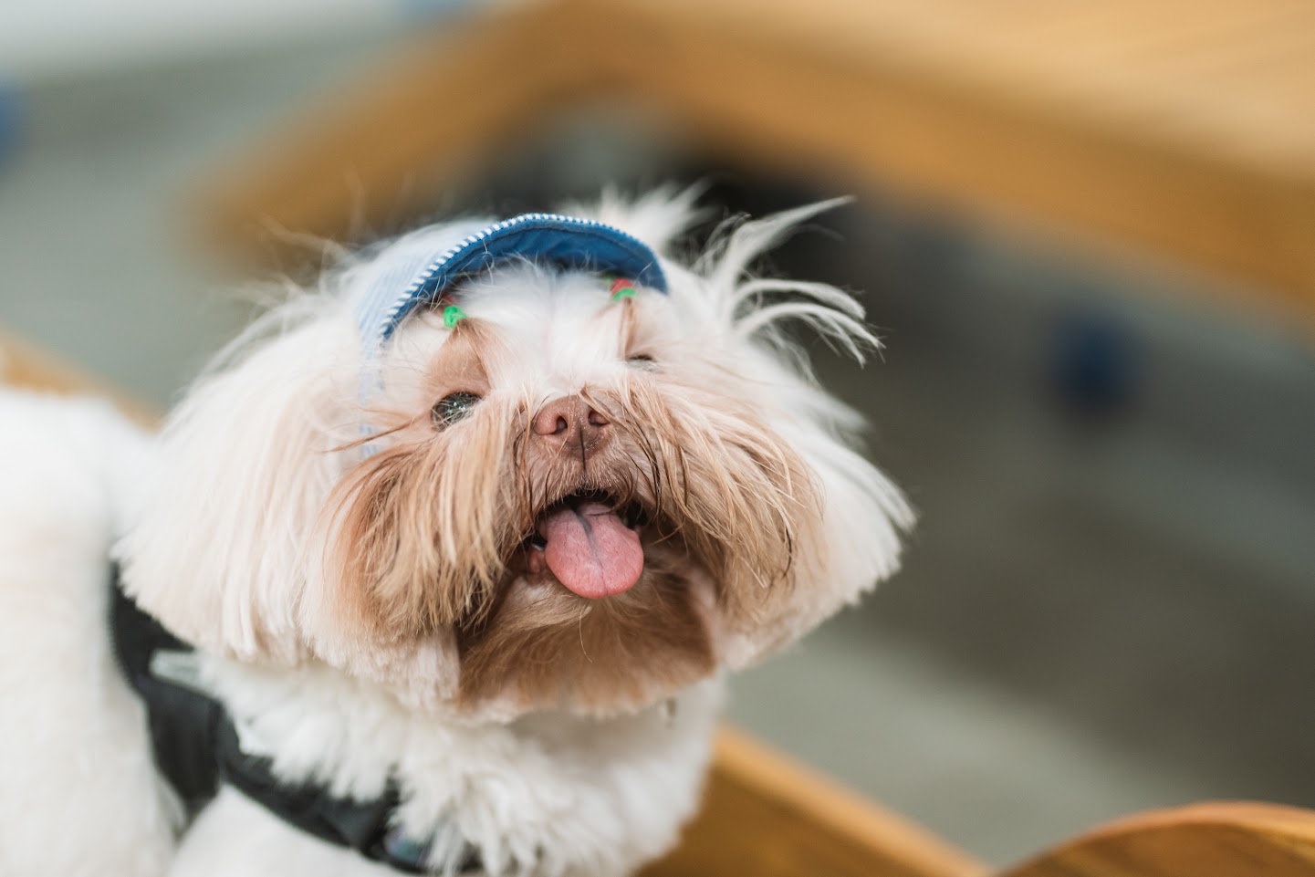 Mercado pet cresce 71% em AL e deve faturar R$ 77 bi