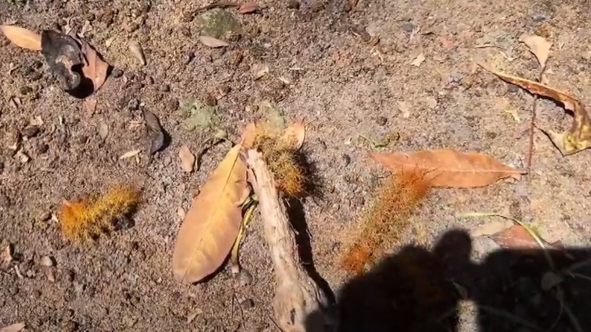 Infestação de lagarta de fogo no Vera Arruda; biólogo explica fenômeno