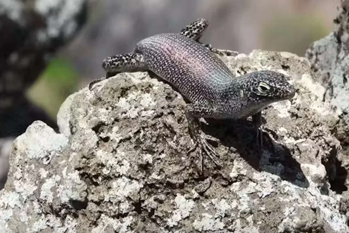 Lagarto africano evoluiu em Fernando de Noronha