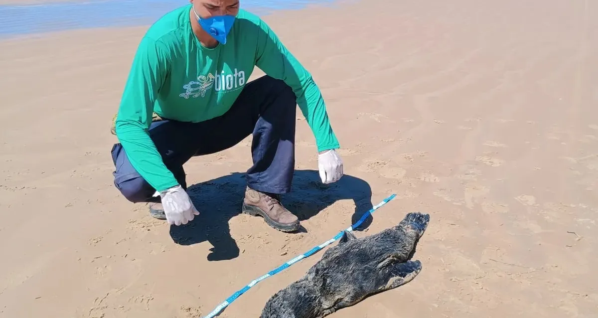 Lobo-marinho encontrado morto no litoral de Alagoas teve broncopneumonia severa