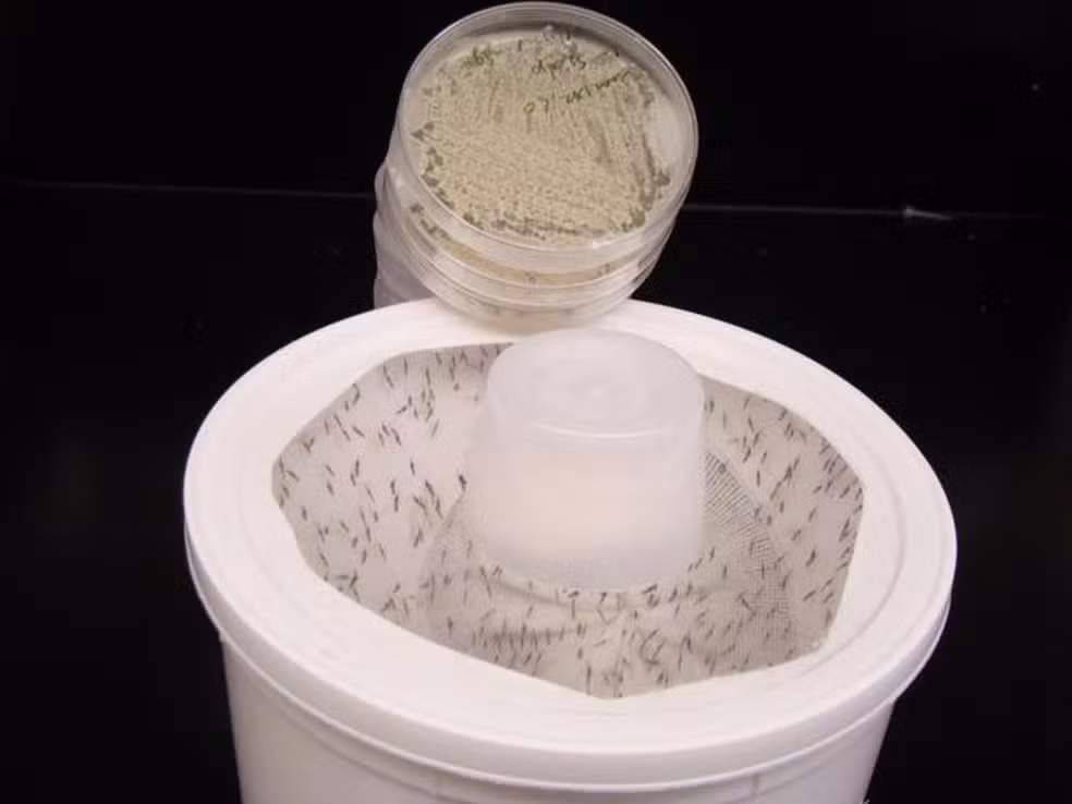 Cientistas criam fungo com aroma floral que elimina mosquitos da dengue, malária e zika