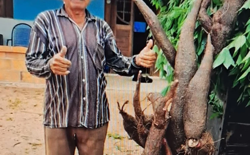 Agricultor colhe macaxeira de mais de 80 kg em Girau do Ponciano