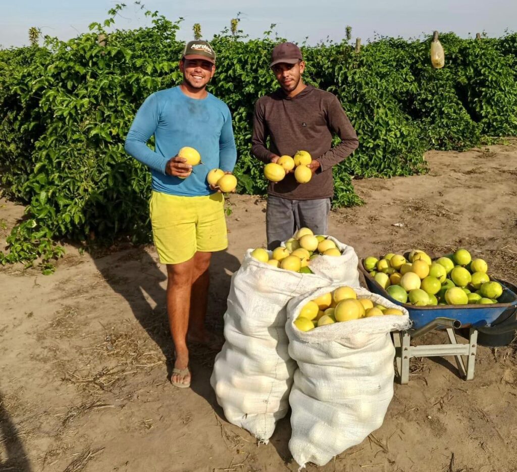 Fruticultura impulsiona renda e exportações no Agreste de Alagoas com abacaxi e maracujá
