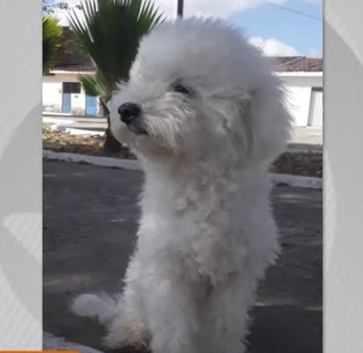 Cadela morre após ataque de pitbull solto em Maceió