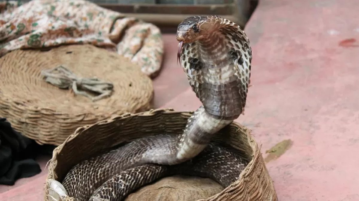 Menino de dois anos morde e mata cobra venenosa após ser atacado em casa