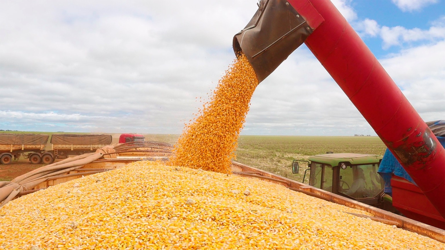 Safra recorde de milho exige atenção redobrada com doenças nas lavouras