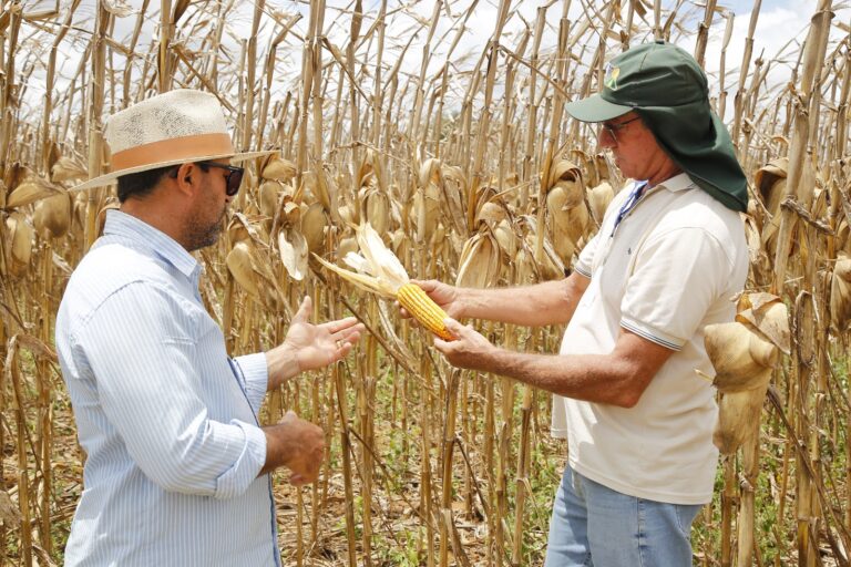 Seca reduz produção de milho e acende alerta para o agro nordestino
