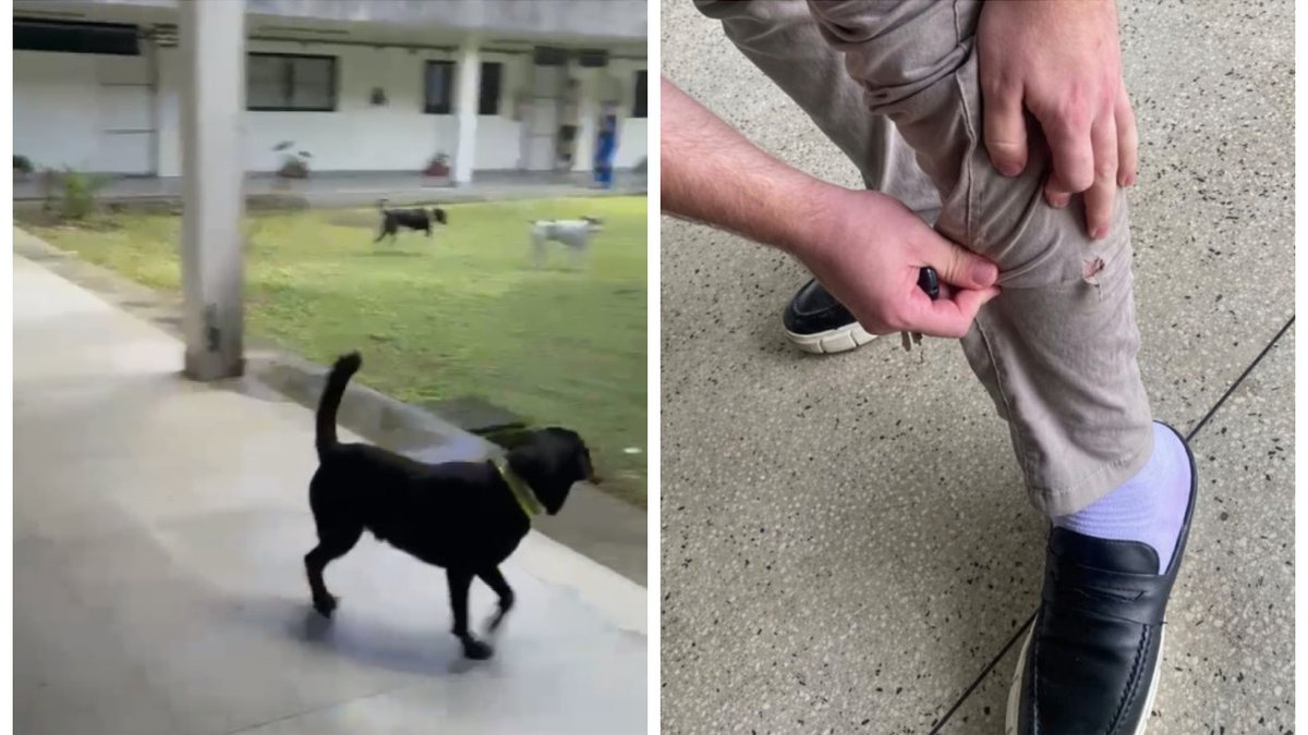 UFAL suspende aulas de Direito após ataques de cães errantes no campus