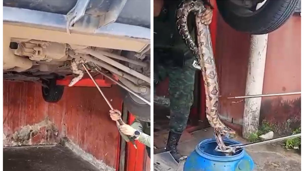 Jiboia de 2 metros é resgatada embaixo de carro na Santa Amélia