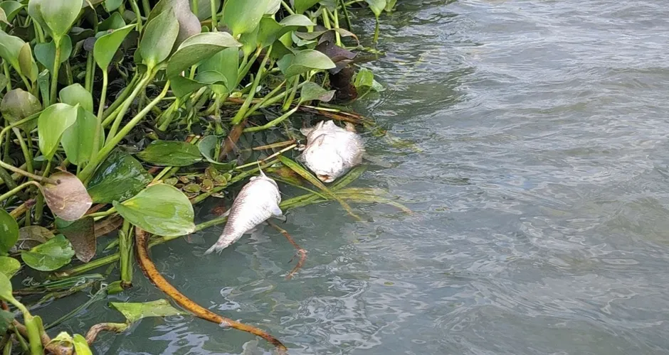 Mortandade de peixes em Jequiá da Praia pode ter ligação com esgoto