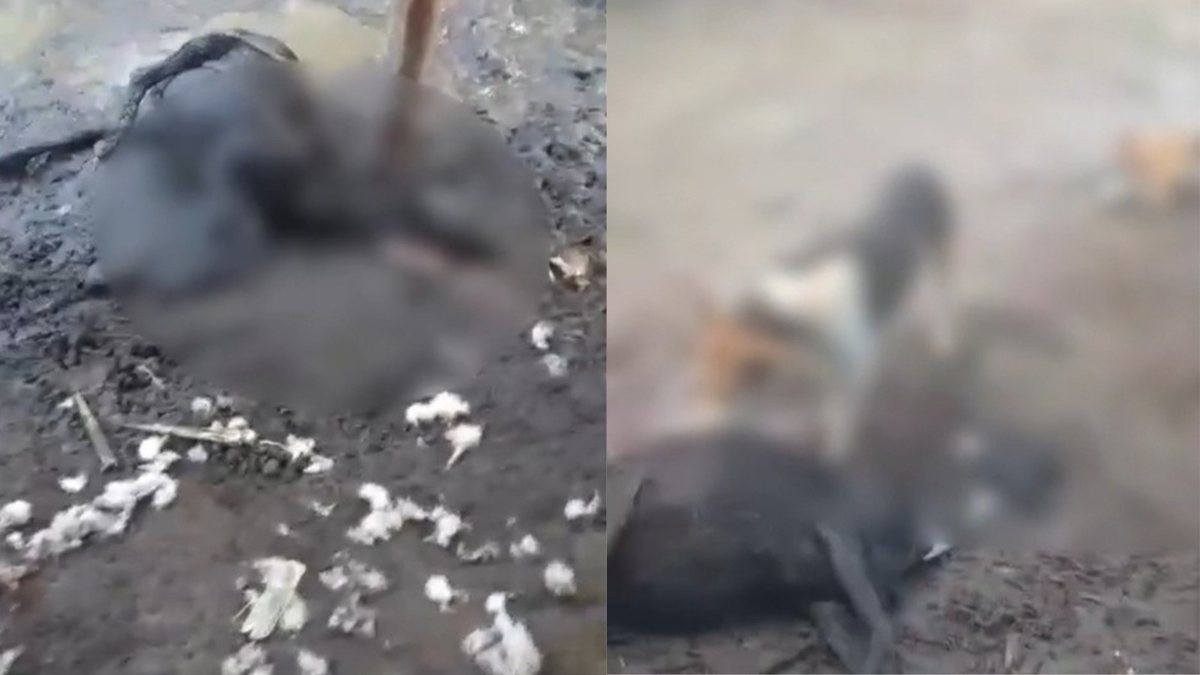 Ovelhas são mortas durante a madrugada e levanta rumores de 'Chupa Cabra'