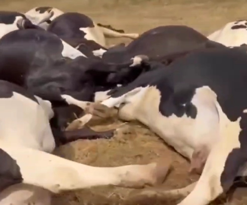Cabo elétrico mata animais e gera prejuízo de R$300 mil em fazenda de Batalha