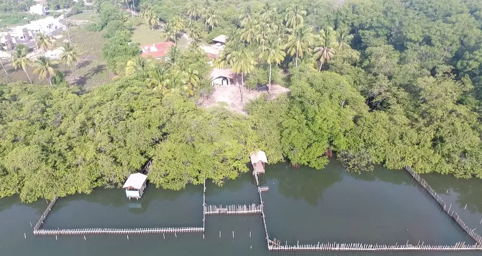 Mortes de peixes-boi em Alagoas acendem alerta de contaminação na base de conservação