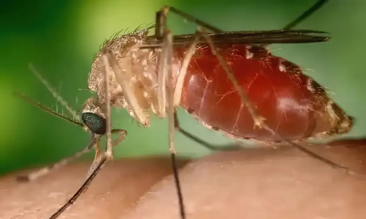 Antes restrita à Amazônia, febre oropouche se espalha pelo país