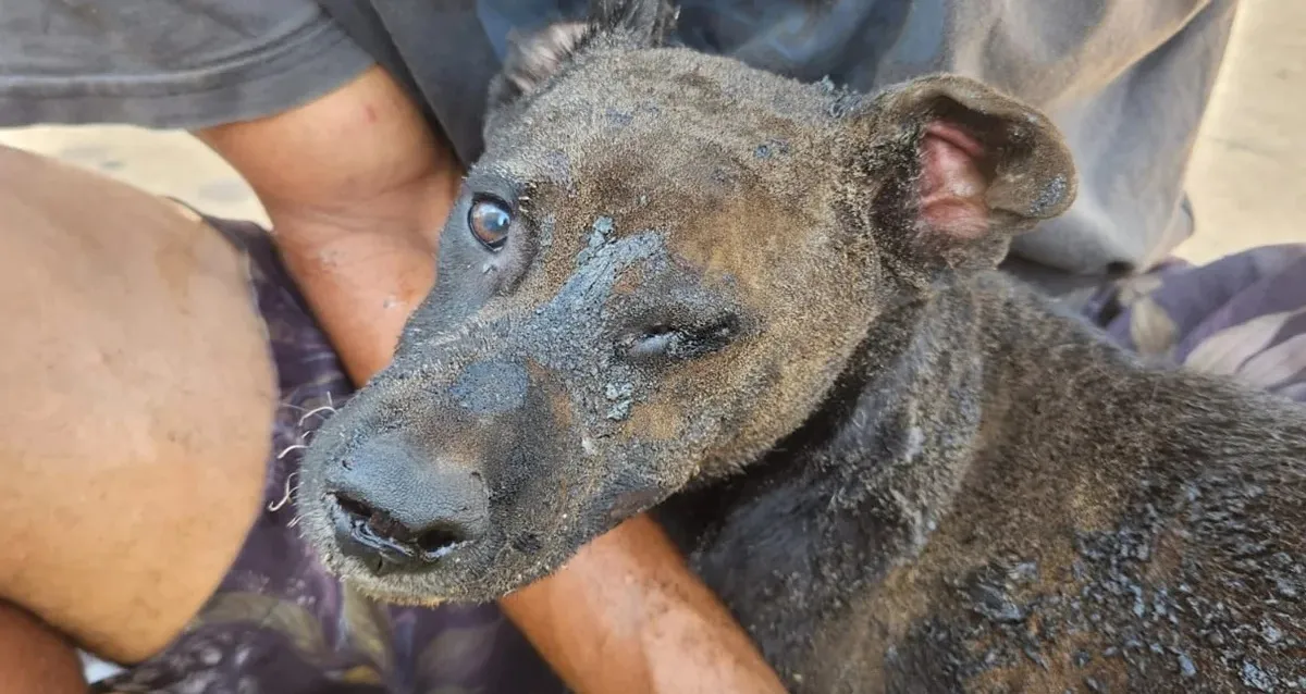 Mulher é presa após atear fogo em barraco com cachorro dentro no DF