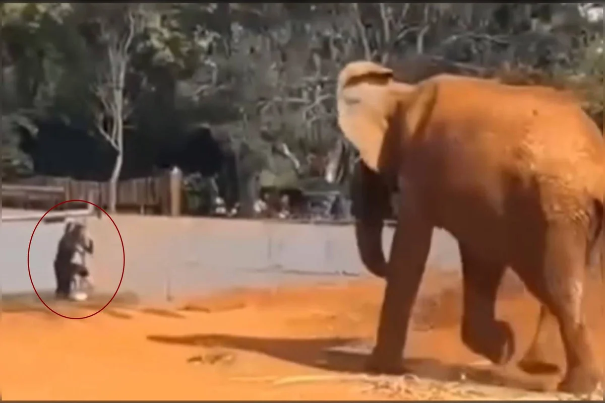 Mulher que invadiu zoológico no DF segue afastada da rede pública
