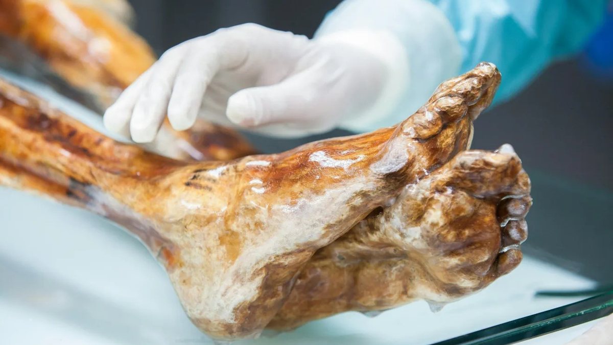 Micróbios de múmia de 5.300 anos podem ainda estar vivos