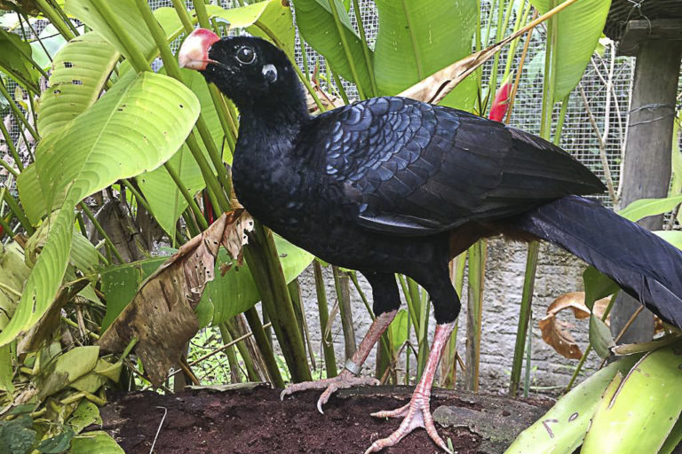 Mutum-de-Alagoas volta ao seu bioma de origem graças ao agronegócio canavieiro