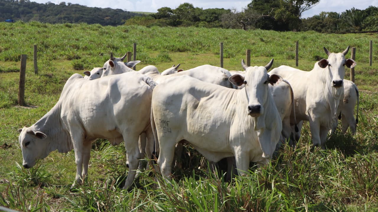 Com genética que fideliza criadores, Nelore Positivo coloca mais de 400 animais em pista e reafirma o padrão Agro CPMF