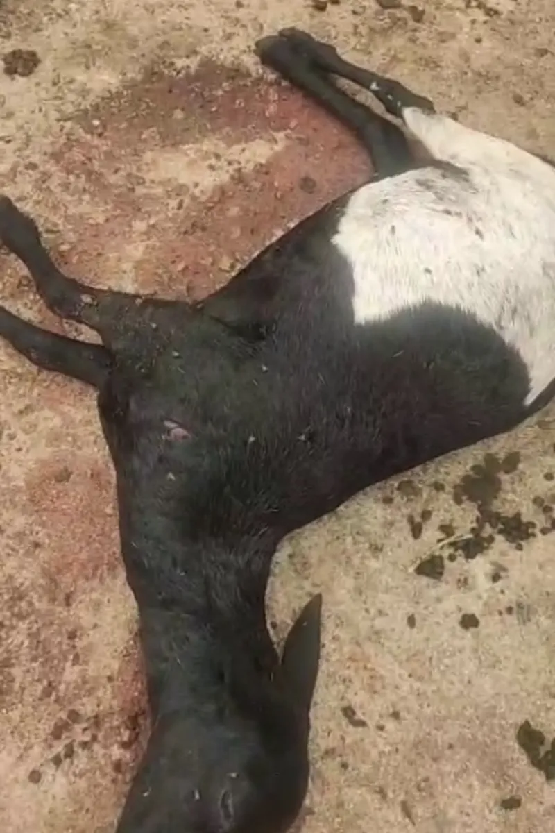 Moradores fazem vigílias para tentar capturar animal misterioso que mata rebanhos em AL