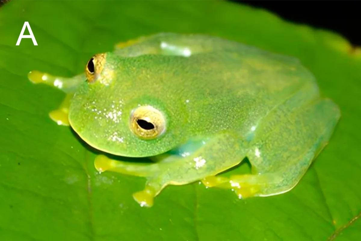 Nova espécie de perereca é descoberta no Cerrado de Goiás