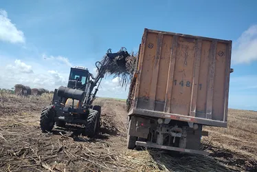 Novo recorde: produção agrícola de AL ultrapassa R$ 4 bilhões