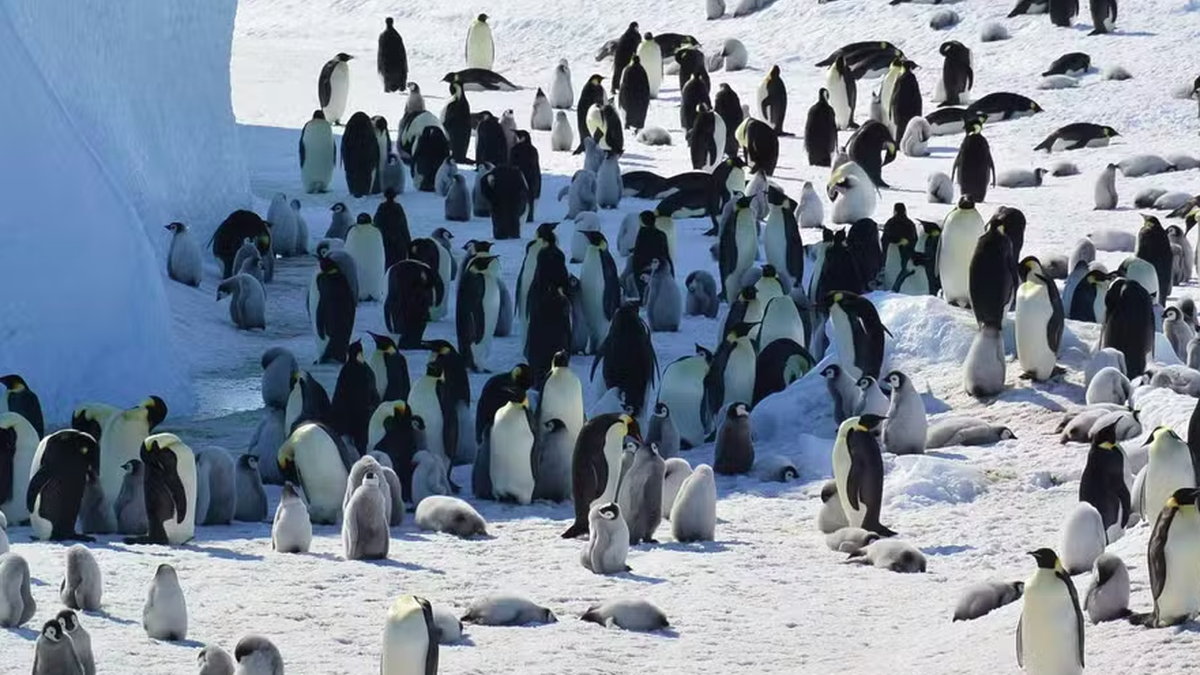 Fezes de pinguins revelam impactos do clima na Antártida