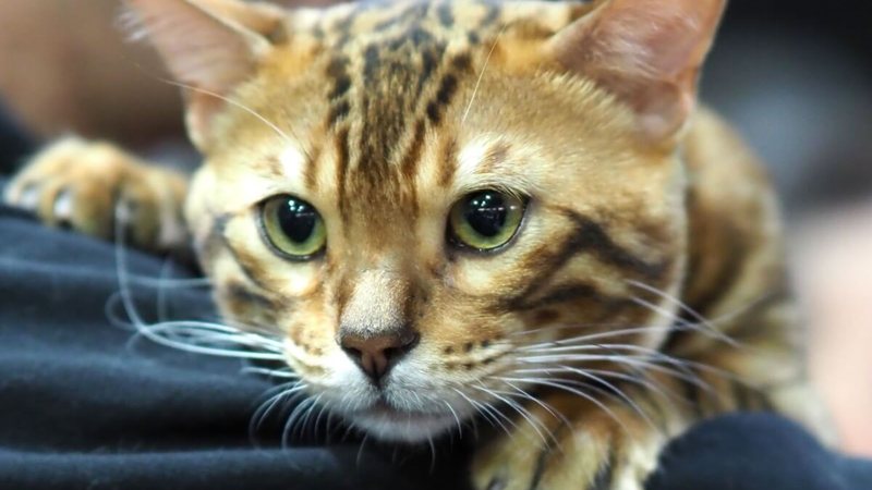 Simba, Nala e mais: ideias de nomes para gatos fãs da Disney