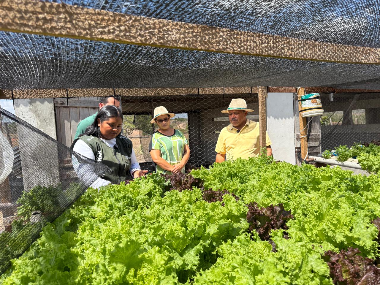 Cultivo de hortaliças se destaca em AL e estimula agricultura em pequenas propriedades