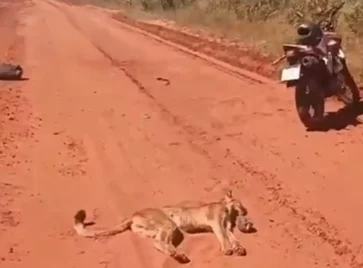 Onça-parda morre após saltar contra motociclista em rodovia