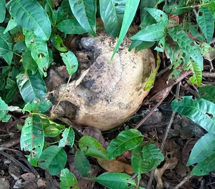Mistério em Coruripe: ossada humana achada às margens da rodovia AL-105