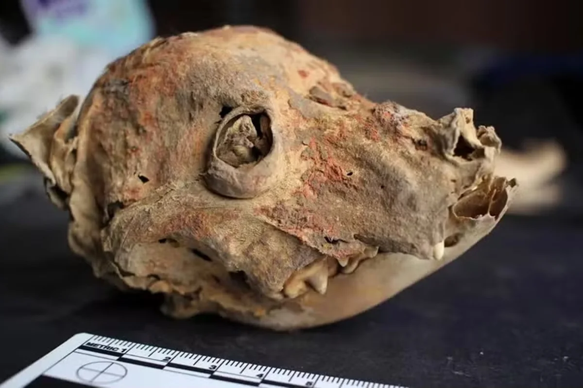 Arqueólogos encontram cães sem pelos enterrados há mais de 1.200 anos no Peru