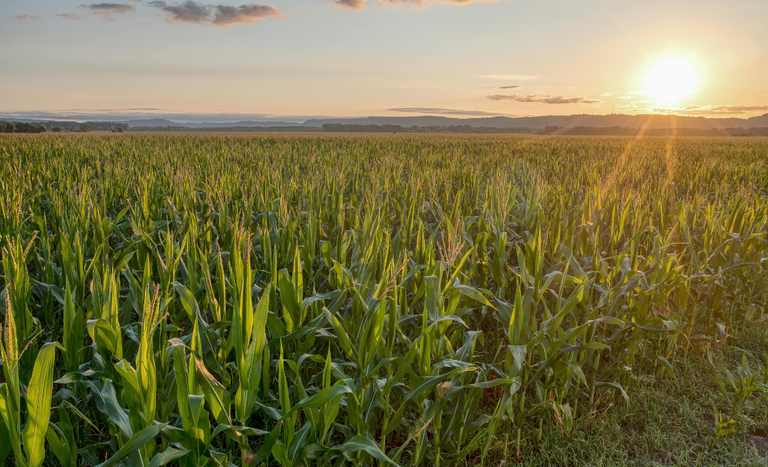 Agropecuária brasileira enfrenta crise com crédito limitado e dívidas em alta