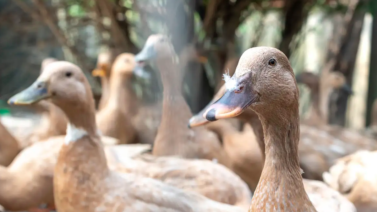 Produção de foie gras é proibida no Brasil após sanção de nova lei