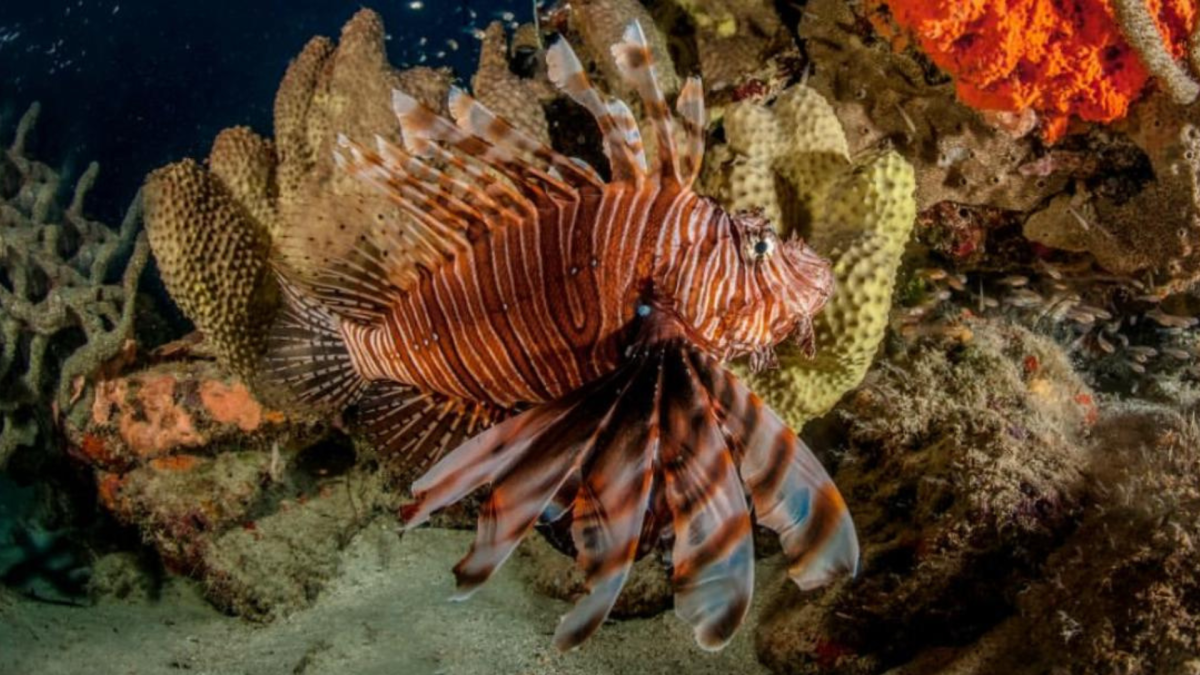 Peixe invasor avança pela costa brasileira e ameaça biodiversidade marinha