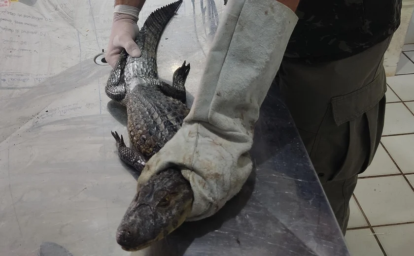 Em AL, chuvas intensas aumentam presença de animais silvestres em áreas urbanas