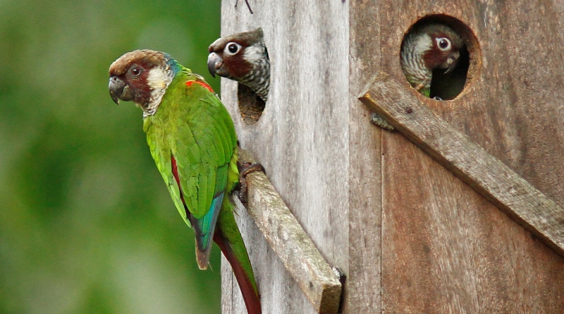 Após quase um século, periquito volta a nascer na Caatinga