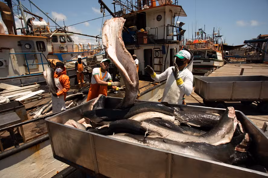 Brasil não tem informações de metade das espécies de peixes usadas na atividade comercial