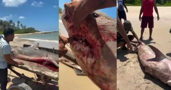 Tubarão-tigre de mais de 2 metros é capturado no litoral de Coruripe