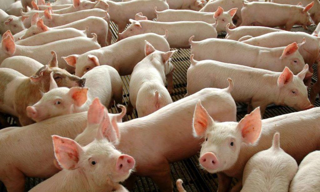 Arapiraca convoca criadores para a campanha de vacinação contra a PSC