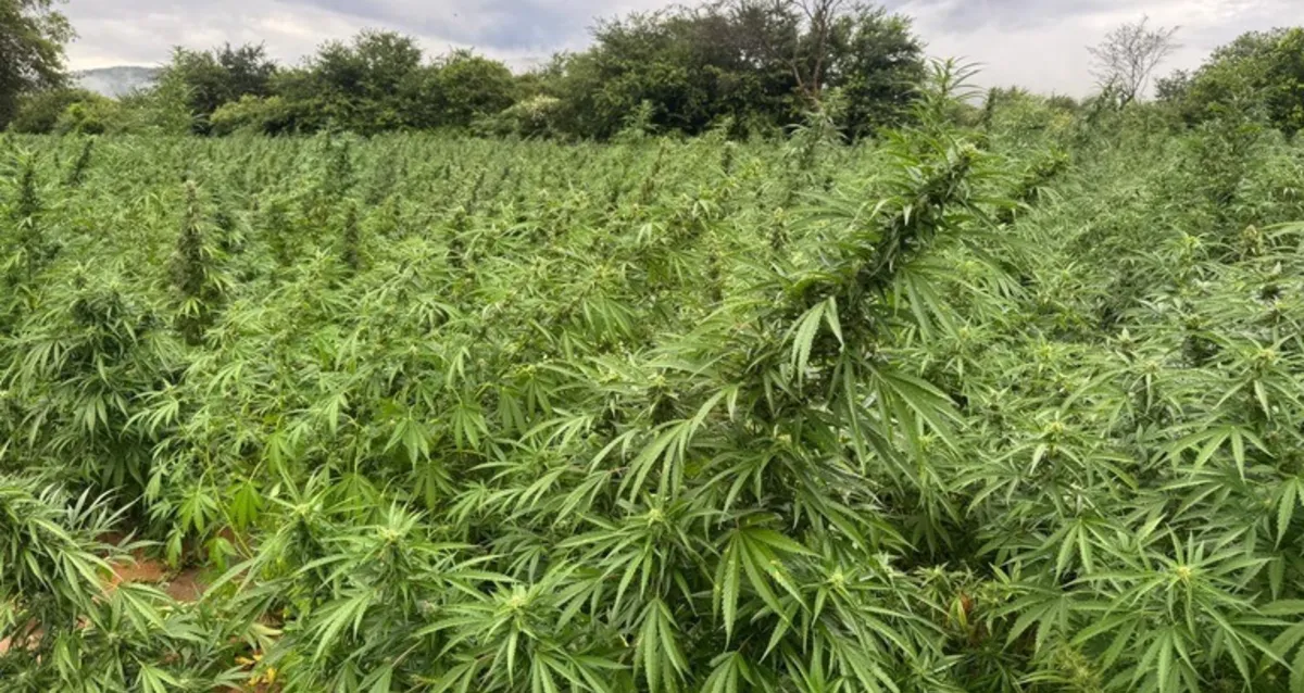 PF mira grupo suspeito de cultivar e distribuir maconha em três estados