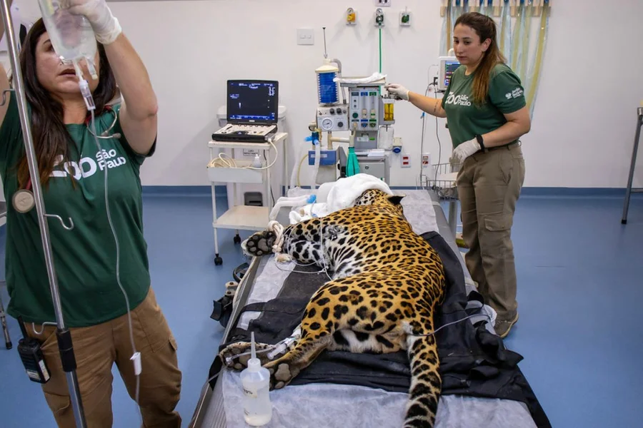 Onça-pintada recebe 1ª transfusão de sangue da espécie no Brasil
