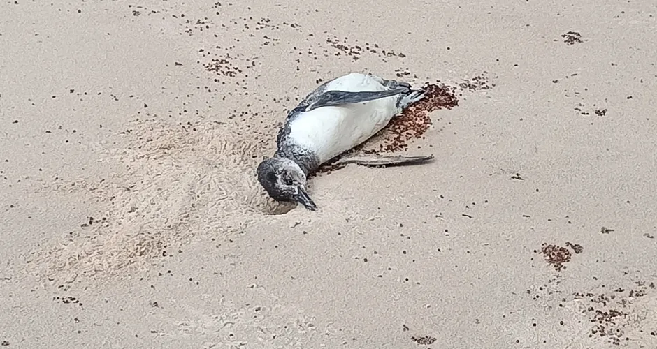 Mais um pinguim é encontrado morto no Litoral de Alagoas