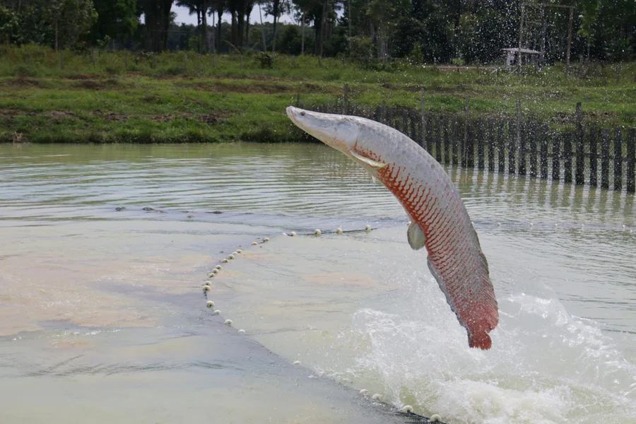 Ibama classifica pirarucu como espécie invasora fora da Amazônia