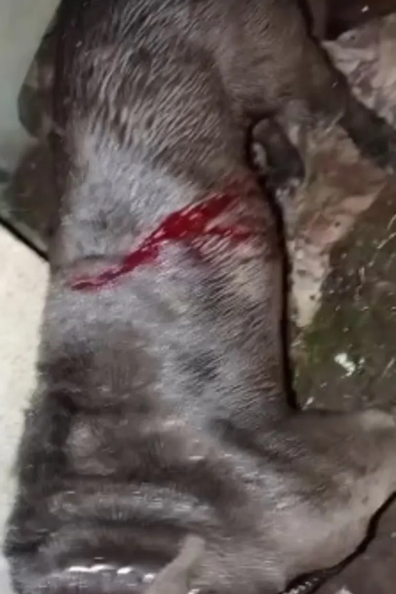Tutor encontra pit bull ferida com golpes de facão em Arapiraca